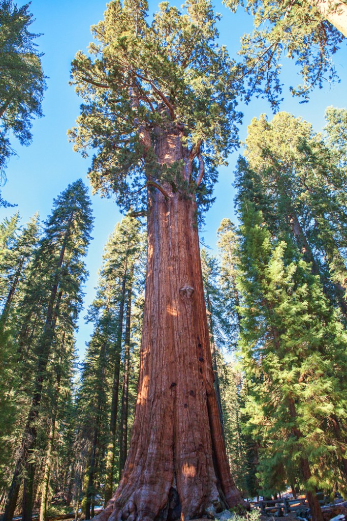 Winter in Sequoia & Kings Canyon National Parks ~ Part 1 - The PKP Way